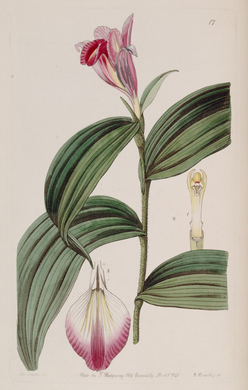 Sobralia decora de Miss Drake