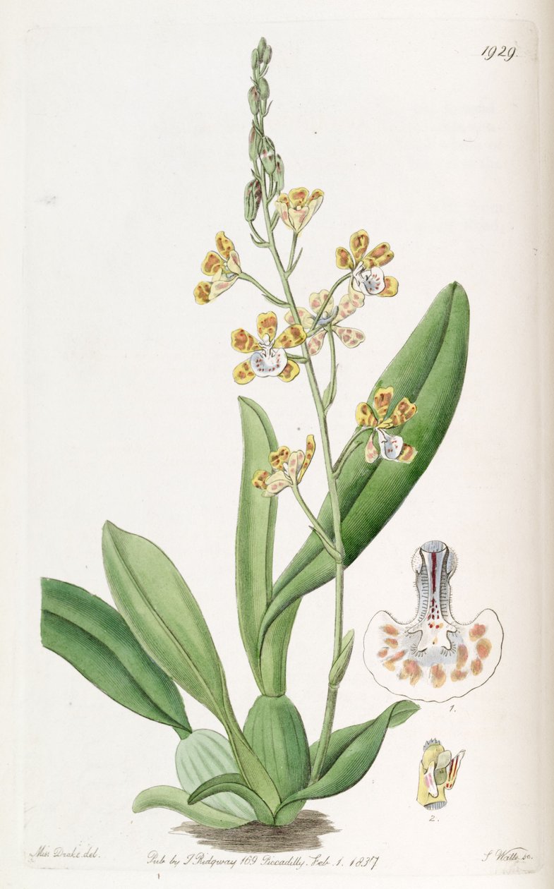 Solenidium lunatum (como syn. Oncidium lunatum) de Miss Drake