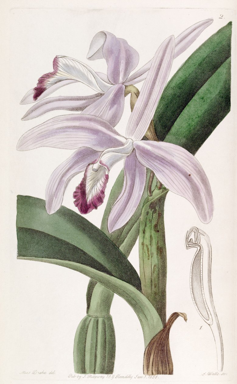 Sophronitis perrinii (como cattleya perrinii) de Miss Drake