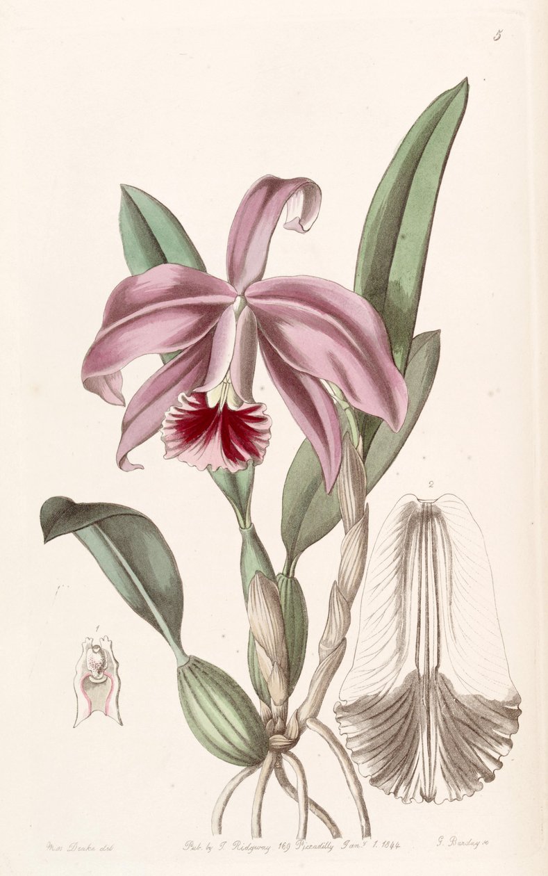 Sophronitis pumila (como syn. Cattleya pumila) de Miss Drake