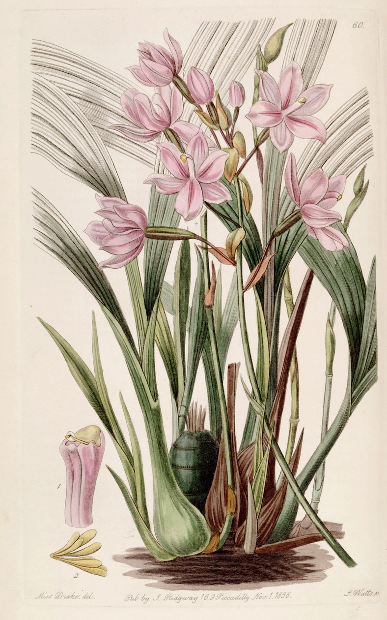 Spathoglottis plicata (como syn. Paxtonia rosea) de Miss Drake