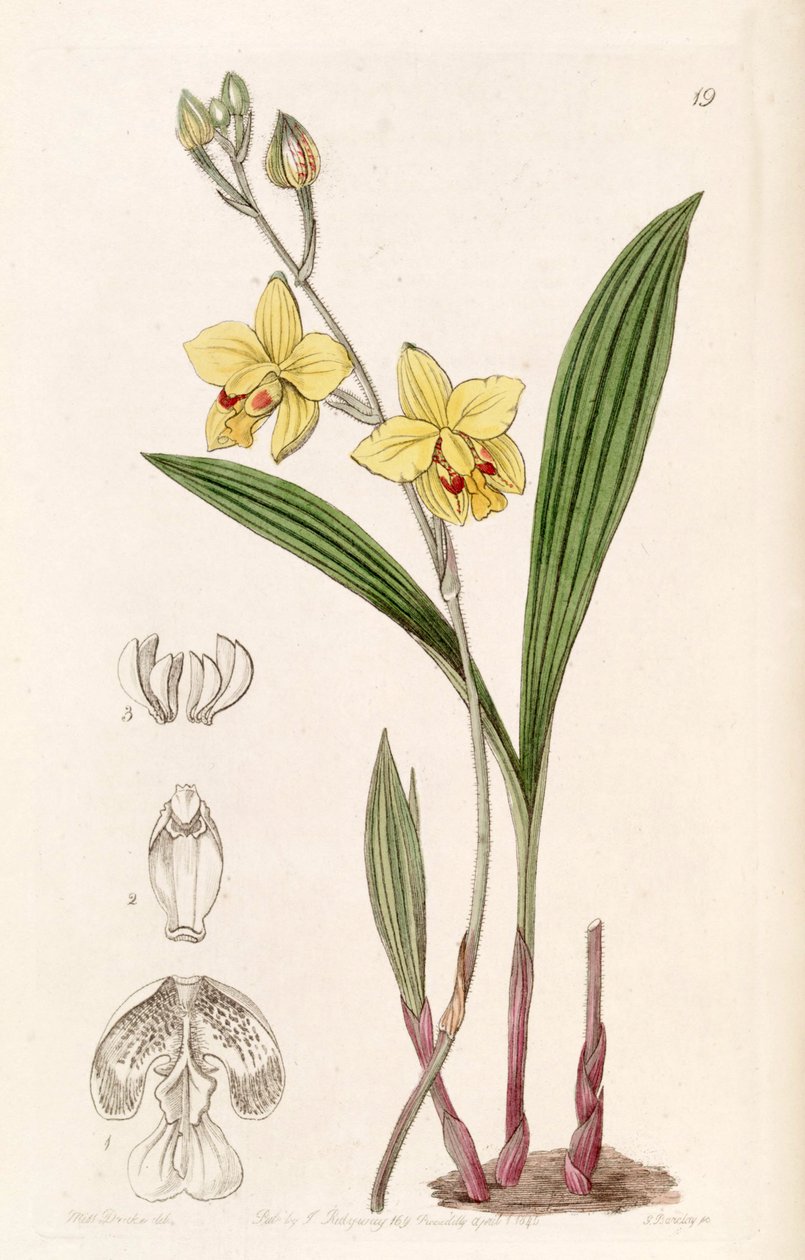 Spathoglottis pubescence (como syn. Spathoglottis fortunei, soletrado por Lindley como Spathoglottis fortuni) de Miss Drake