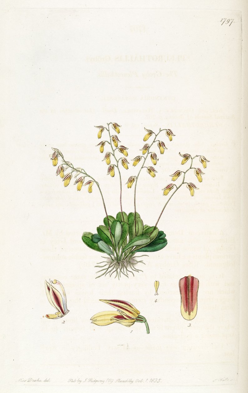 Specklinia grobyi de Miss Drake