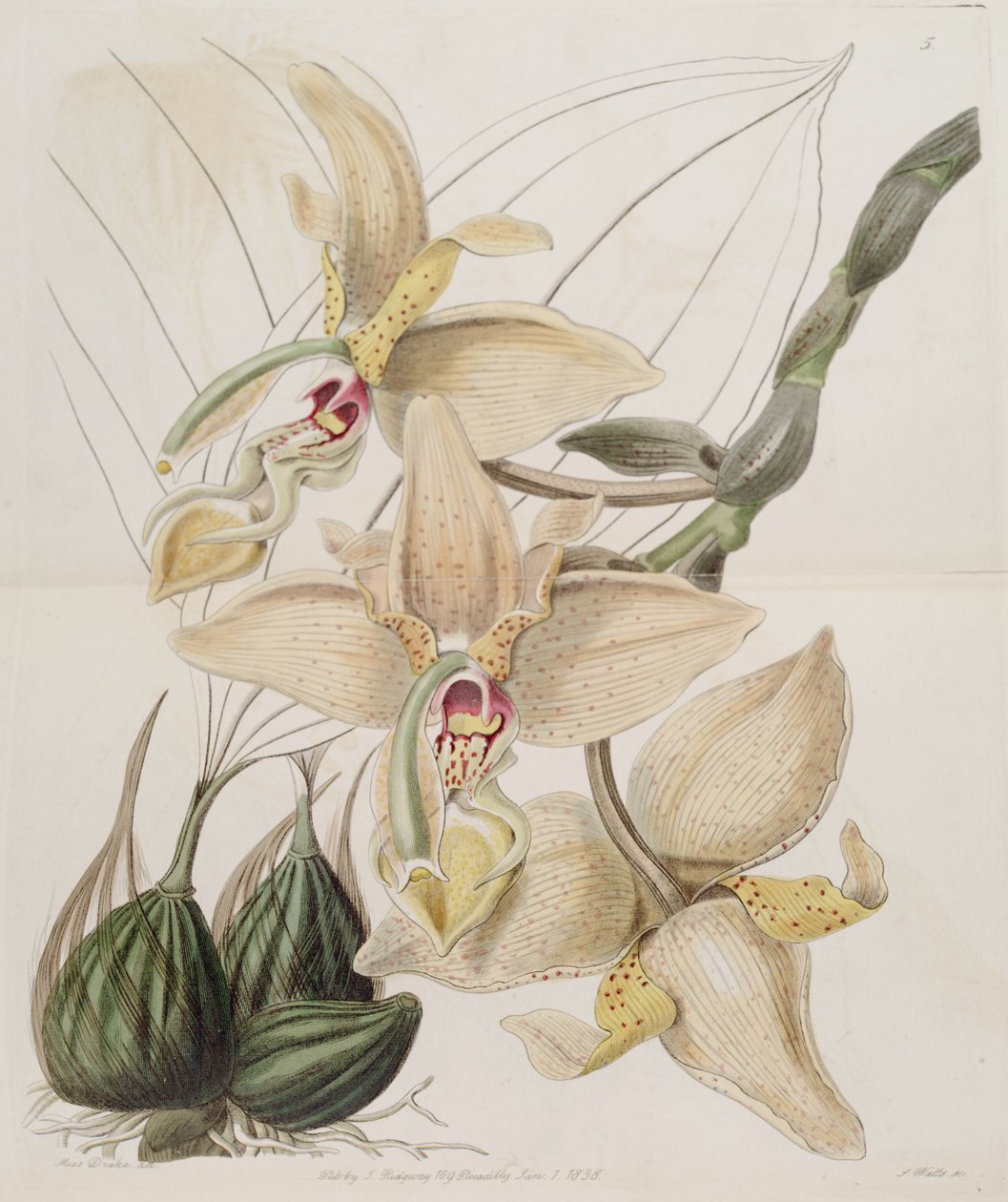 Stanhopea × quadricornis Lindl. (1838) (Stanhopea grandiflora × Stanhopea wardii) de Miss Drake