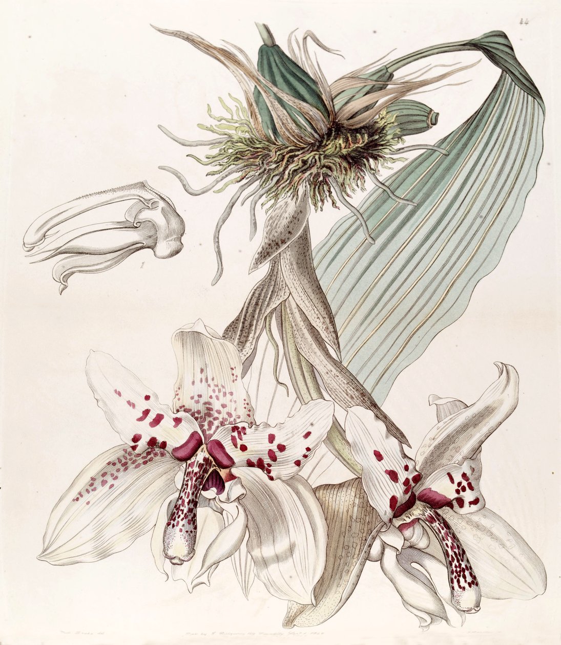 Stanhopea martiana (como syn. Stanhopea martiana var. Bicolor) de Miss Drake
