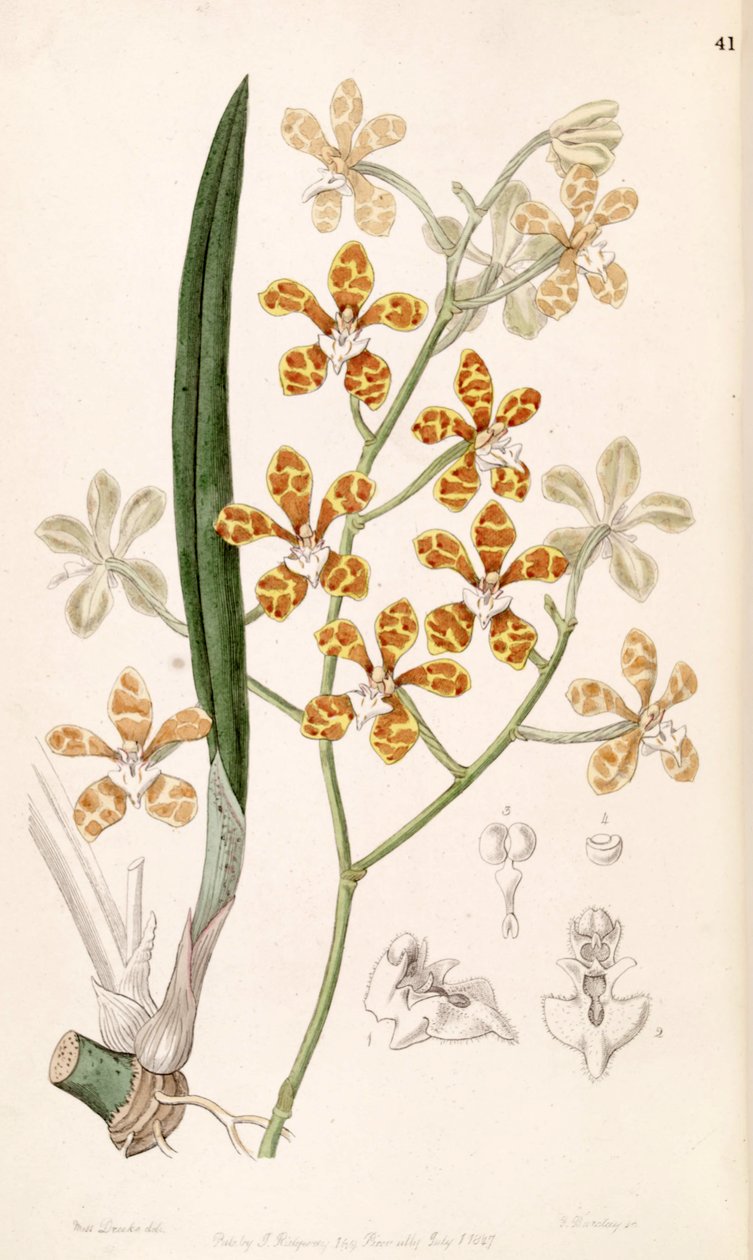 Staurochilus ionosmus    (as syn. Cleisostoma ionosmum) de Miss Drake