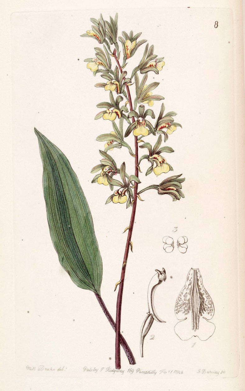 Tainia bicornis (como Ania bicornis) de Miss Drake