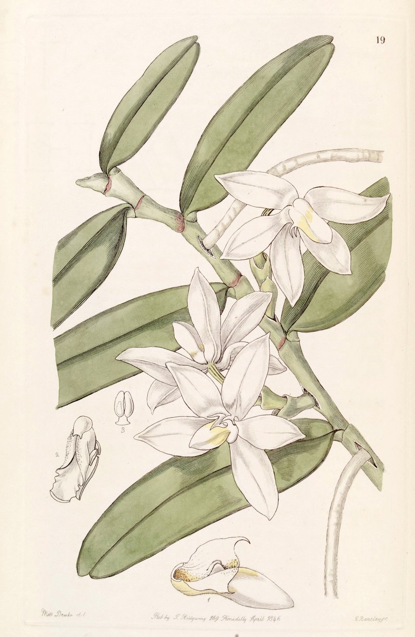 Thrixspermum calceolus (como syn Sarcochilus calceolus) de Miss Drake