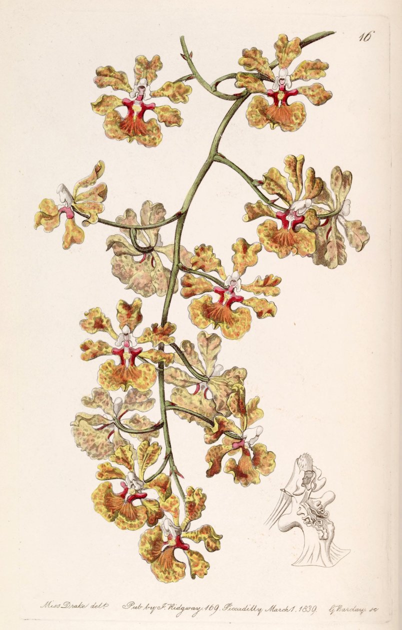 Kramerianum gnttata (syn. Oncidioides luridum var. Guttata) de Miss Drake