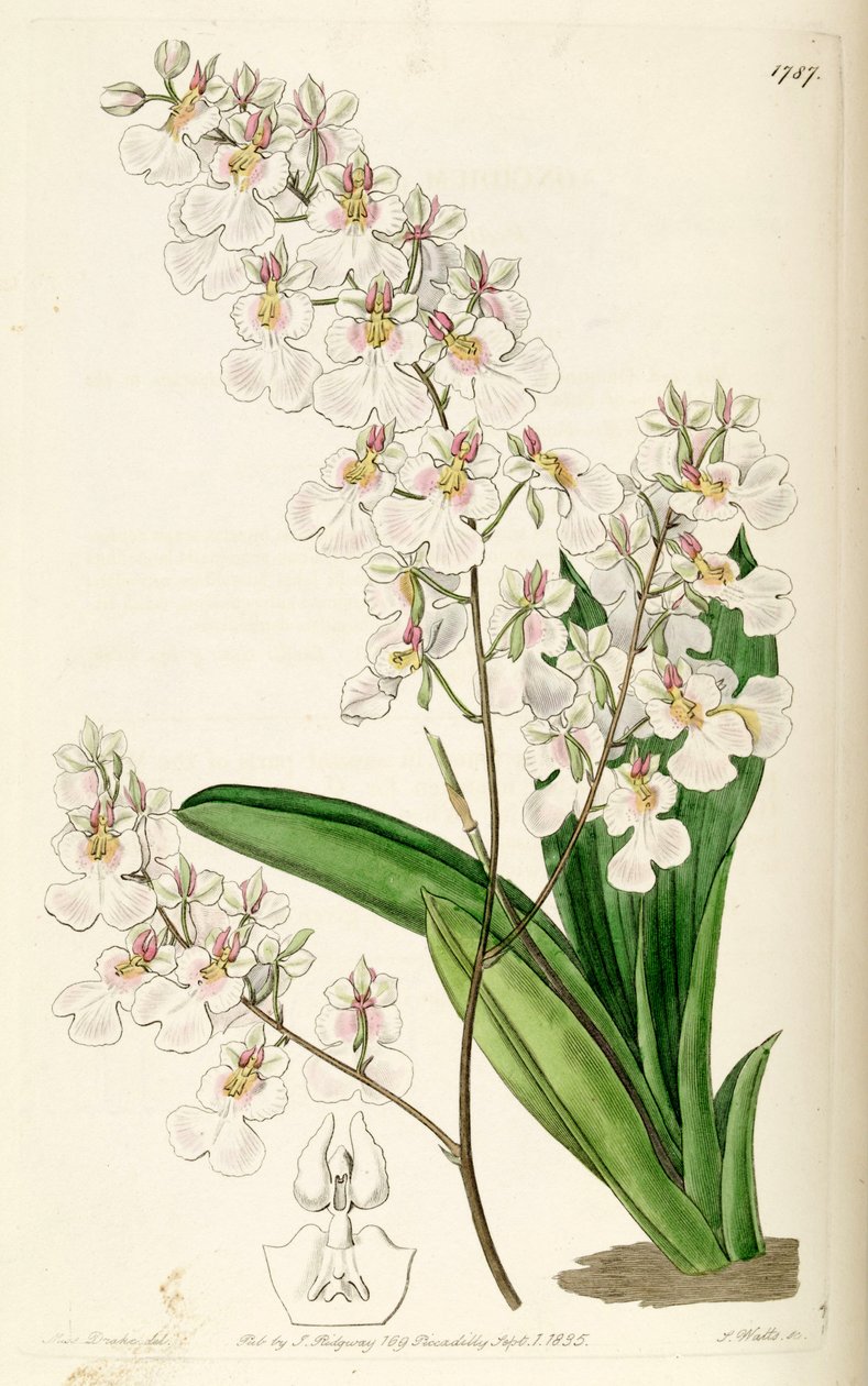 Tolumnia pulchella (como sin. Oncidium pulchellum) de Miss Drake