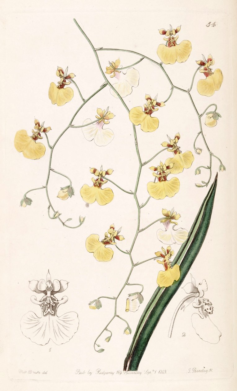 Tolumnia urophylla (como syn. Oncidium urophyllum) de Miss Drake