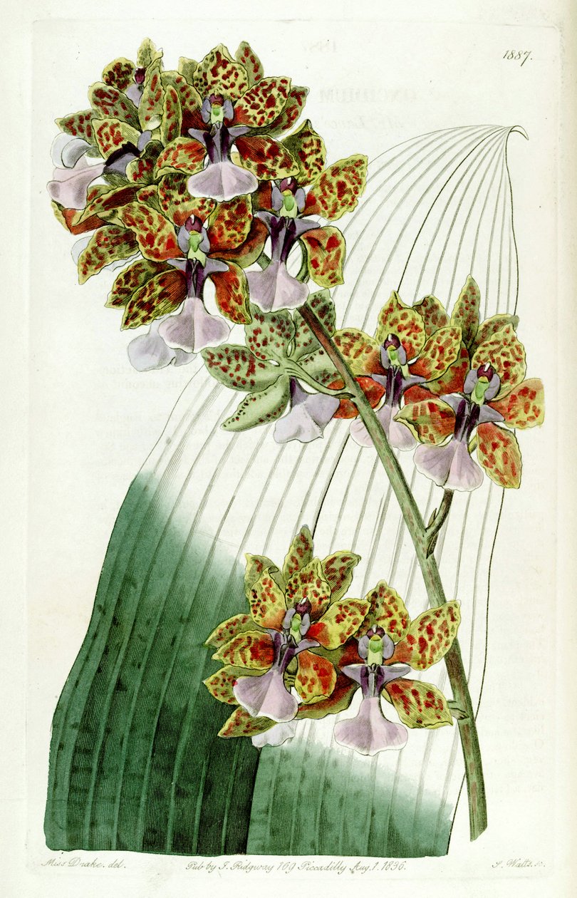 Trichocentrum Lanceani ou oncidioides Lanceani de Miss Drake