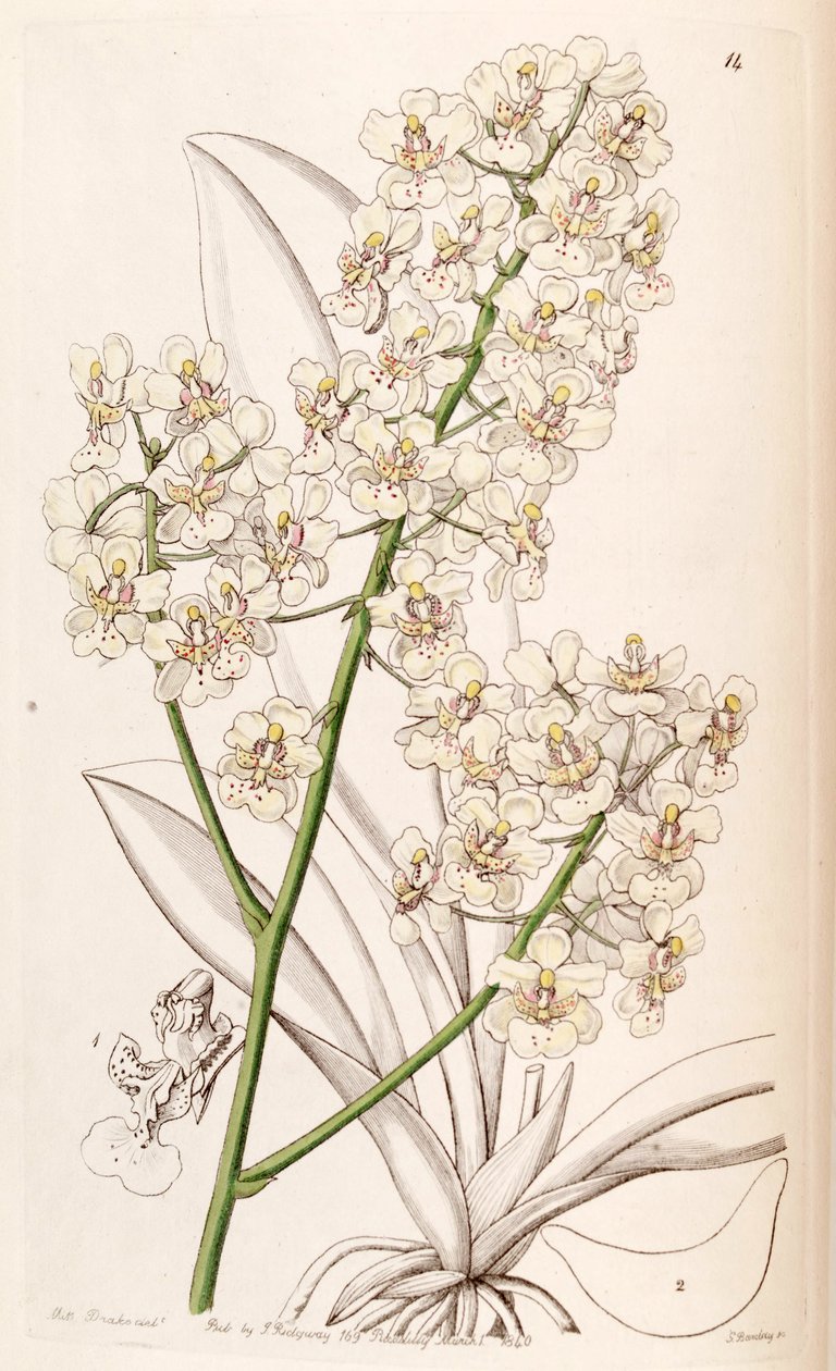 Trichocentrum stramineum (como syn. Oncidium stramineum) de Miss Drake