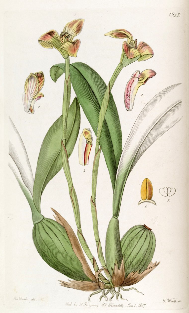 Trigonidomorpha polimento de Miss Drake