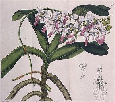 Aerides Crispum (orquídea) publicado por I. Ridgway de Miss Drake
