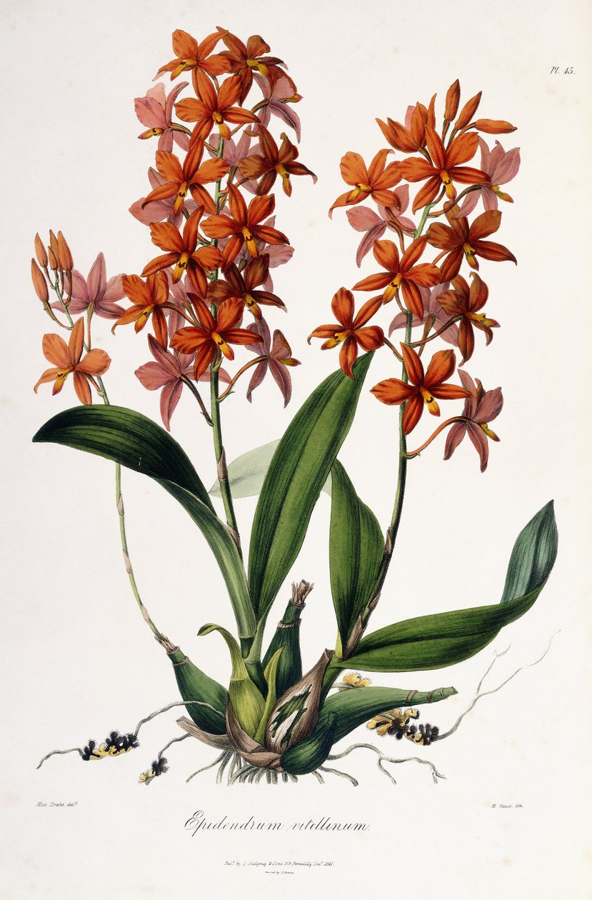 Gema de ovo Cattleya c.1837-41 de Miss Drake