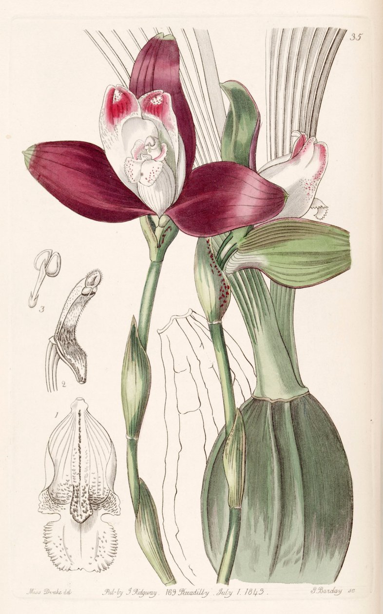 Lycaste macrophylla (como sin. Lycaste plana) de Miss Drake