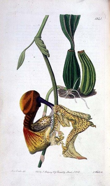 Orquídea: Laelia autumnalis, publicado por I. Ridgway de Miss Drake