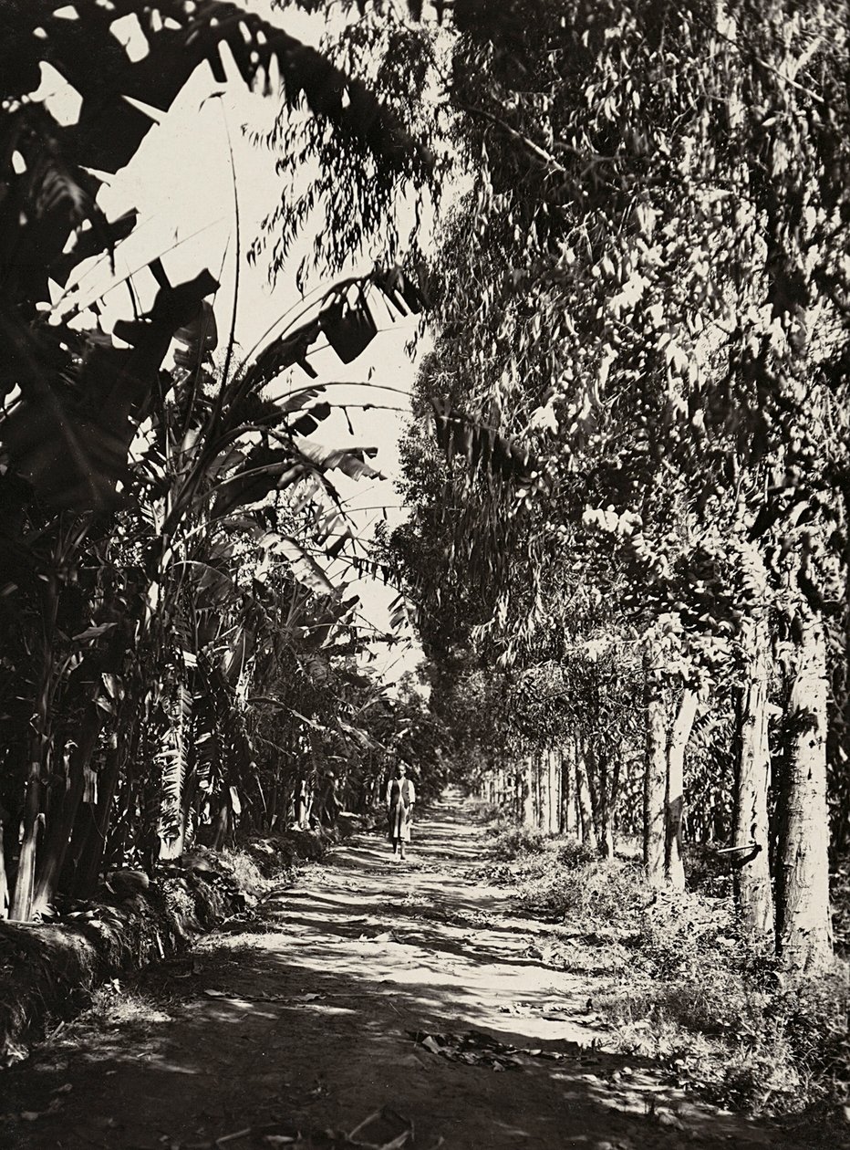Construir um império na era fascista: um pomar em Cheren, 09/05/1936 (foto a p/b) de Modestino Baldinetti