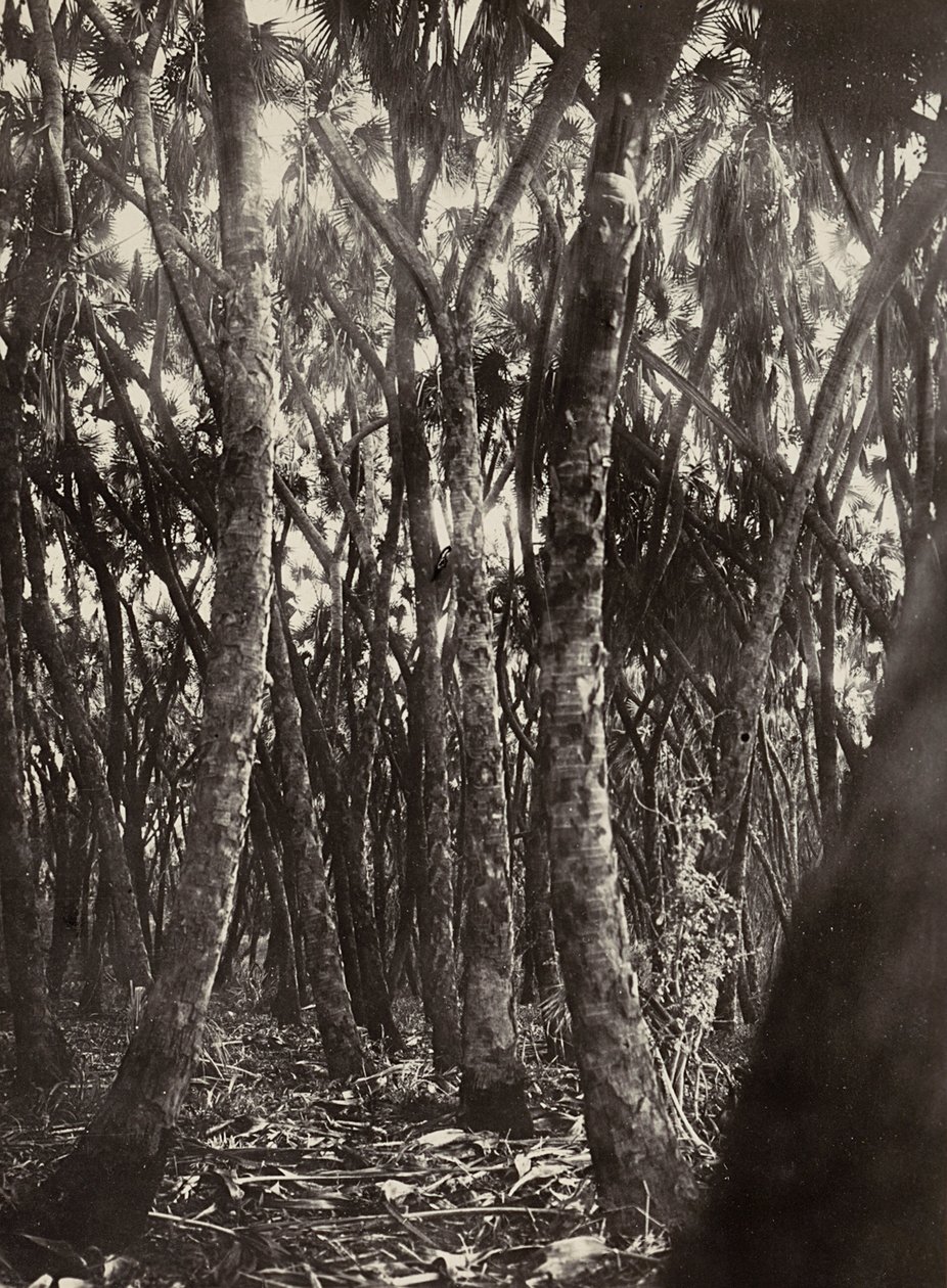 Construindo um Império na era fascista: um bosque de palmeiras, 09/05/1936 (foto a p/b) de Modestino Baldinetti