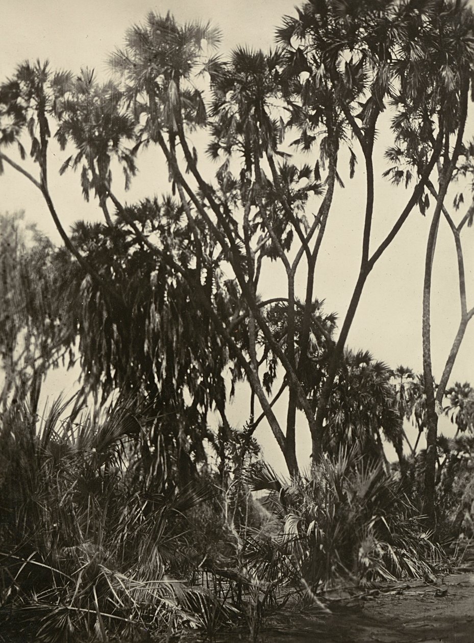 Construindo um Império na era fascista: um bosque de palmeiras, 09/05/1936 (foto a p/b) de Modestino Baldinetti