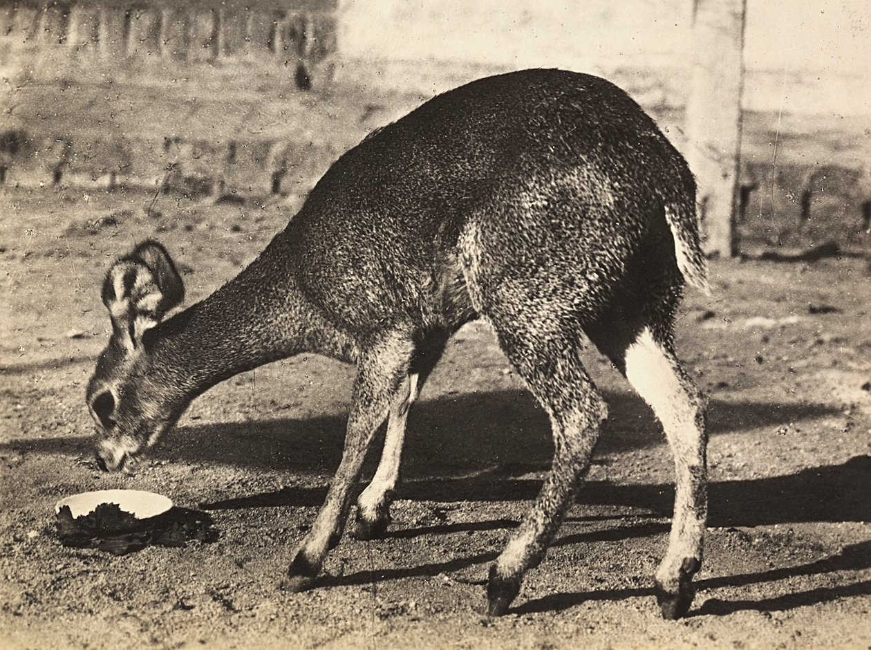 Construir um império na era fascista: um antílope, 09/05/1936 (foto a p/b) de Modestino Baldinetti