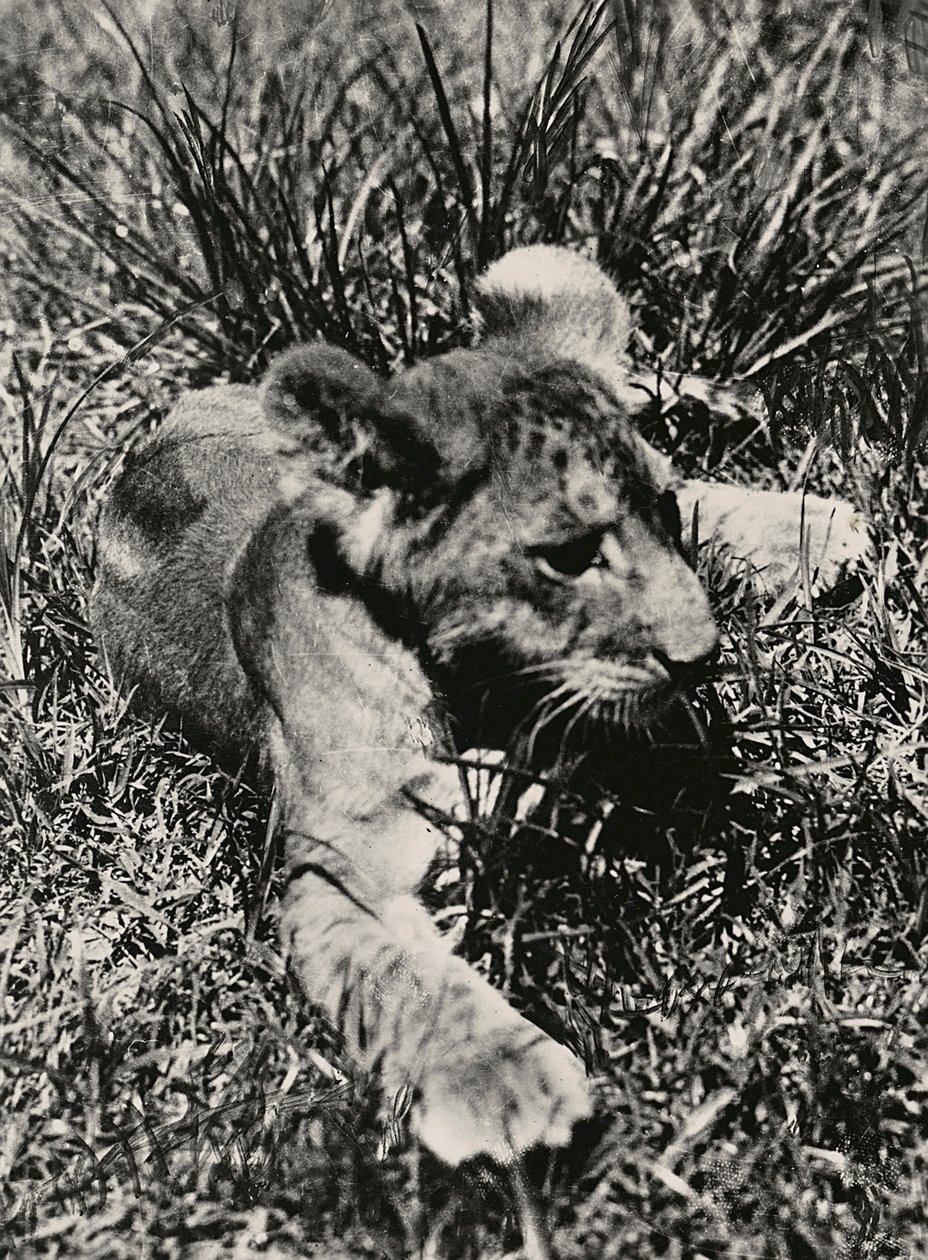 Construir um império na era fascista: um exemplo de um jovem leão, 09/05/1936 (foto a p/b) de Modestino Baldinetti