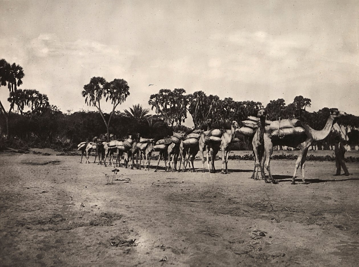 Construir um império na era fascista: caravana de camelos, 09/05/1936 (foto a p/b) de Modestino Baldinetti