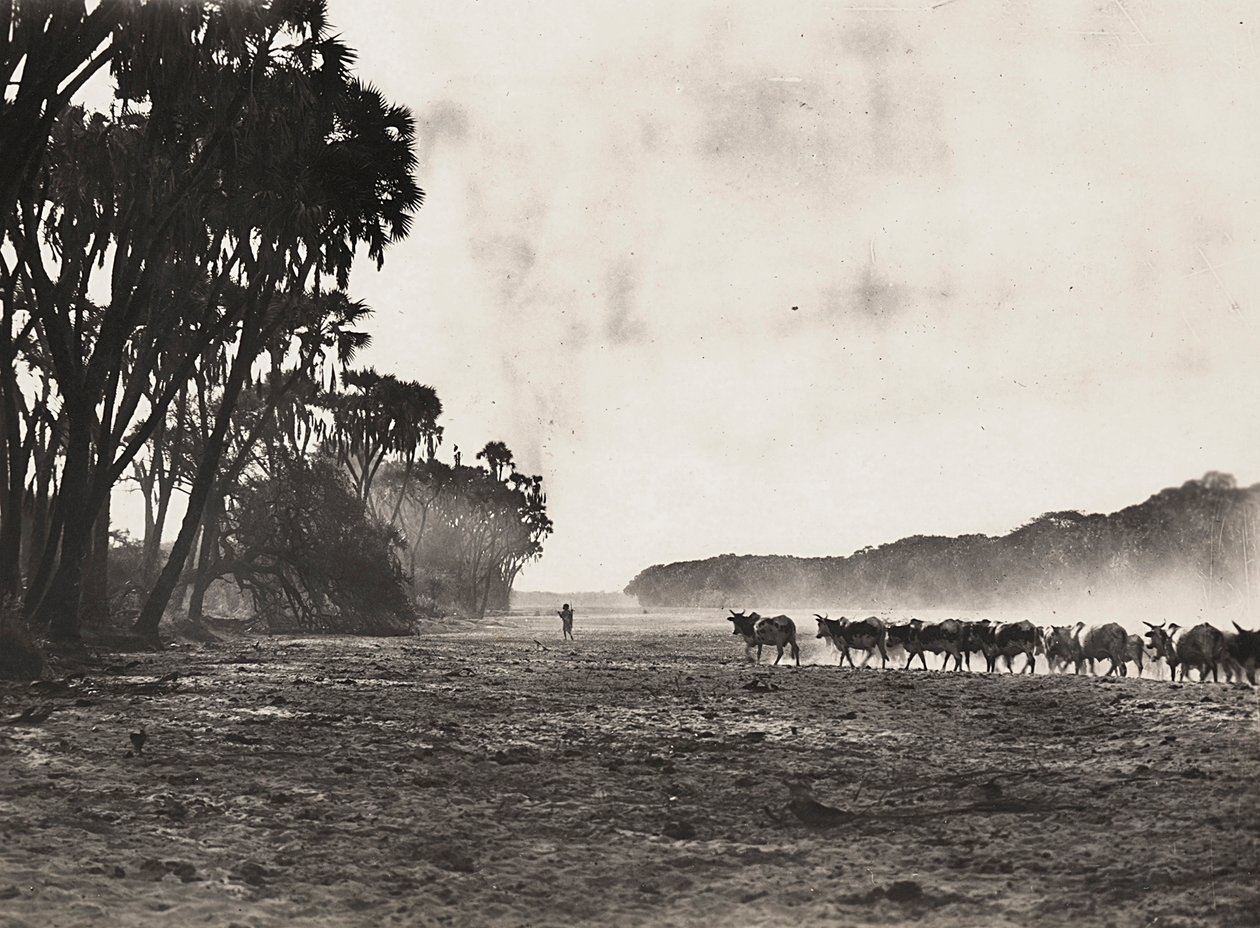 Construindo um Império na era fascista: gado pastoreado em direção ao rio Gasc, 09/05/1936 (foto a p/b) de Modestino Baldinetti