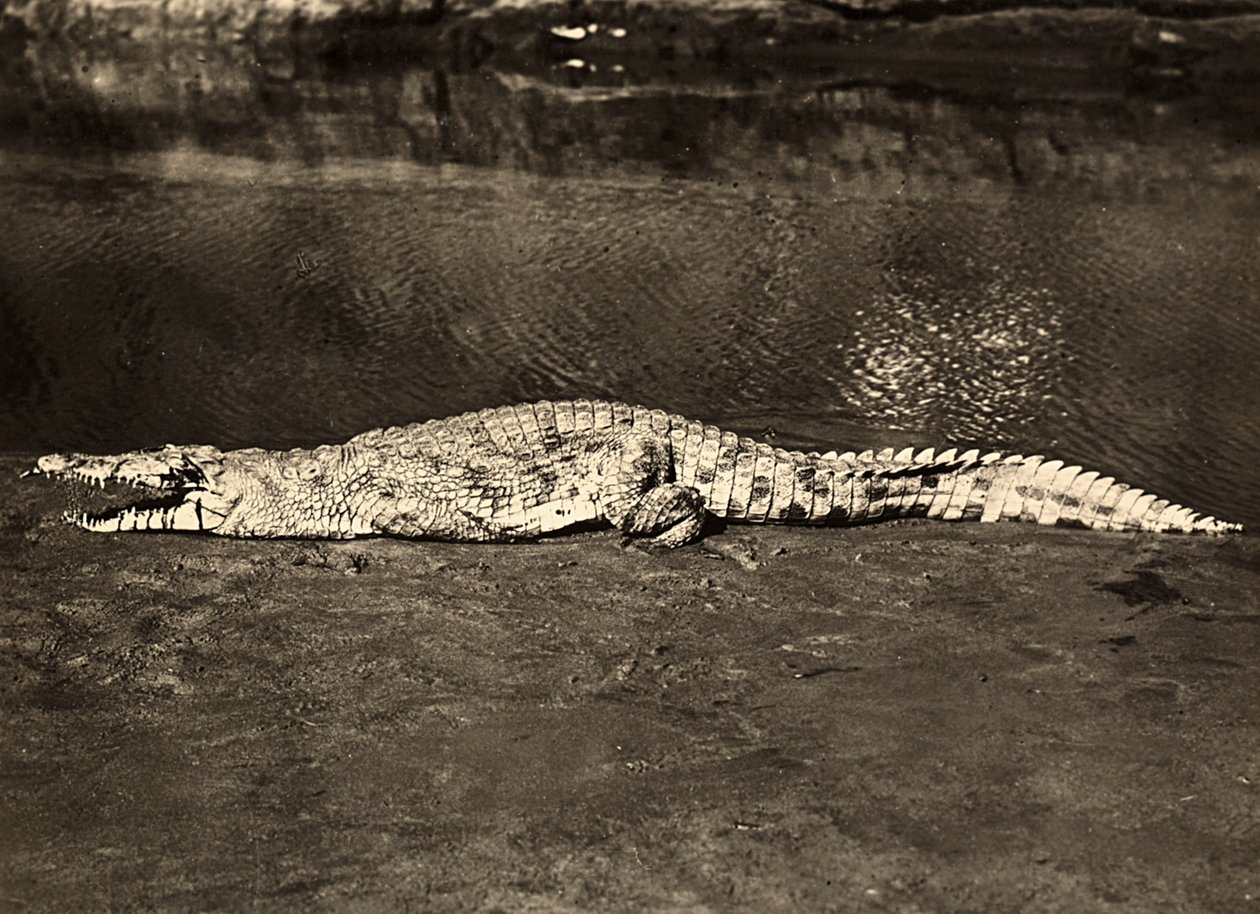 Construindo um Império na era fascista: crocodilo, 09/05/1936 (foto a p/b) de Modestino Baldinetti