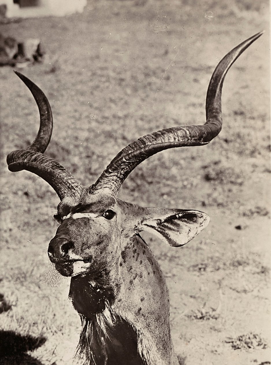 Construir um império na era fascista: exemplo de um agazen, 09/05/1936 (foto a p/b) de Modestino Baldinetti