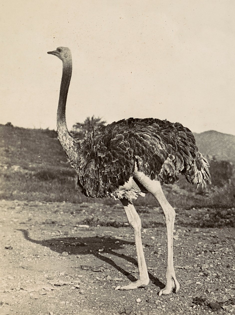 Construir um Império na Era Fascista: exemplo de uma avestruz, 09/05/1936 (foto a p/b) de Modestino Baldinetti
