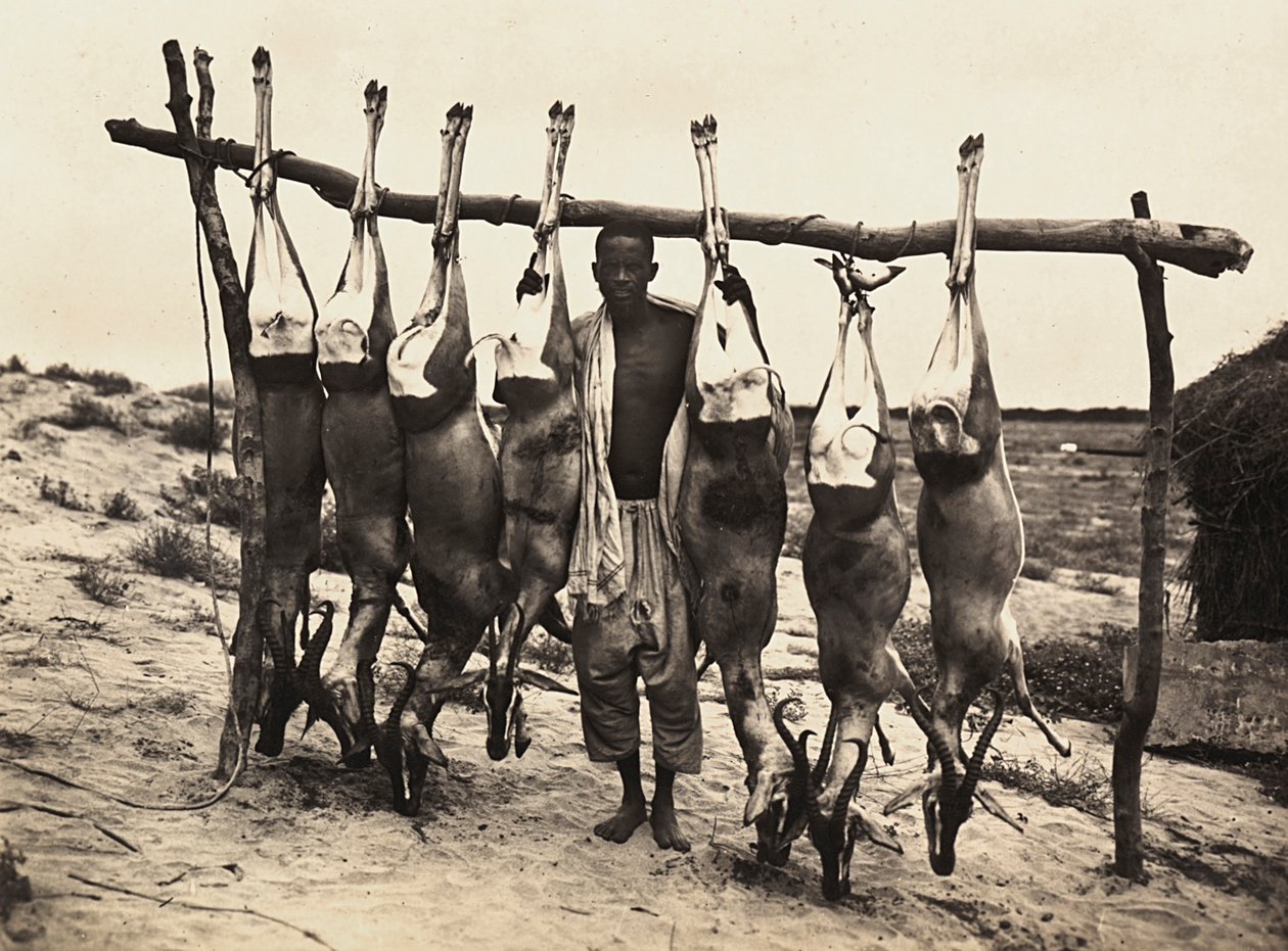 Construir um Império na era fascista: alguns cervos capturados, 09/05/1936 (foto a p/b) de Modestino Baldinetti