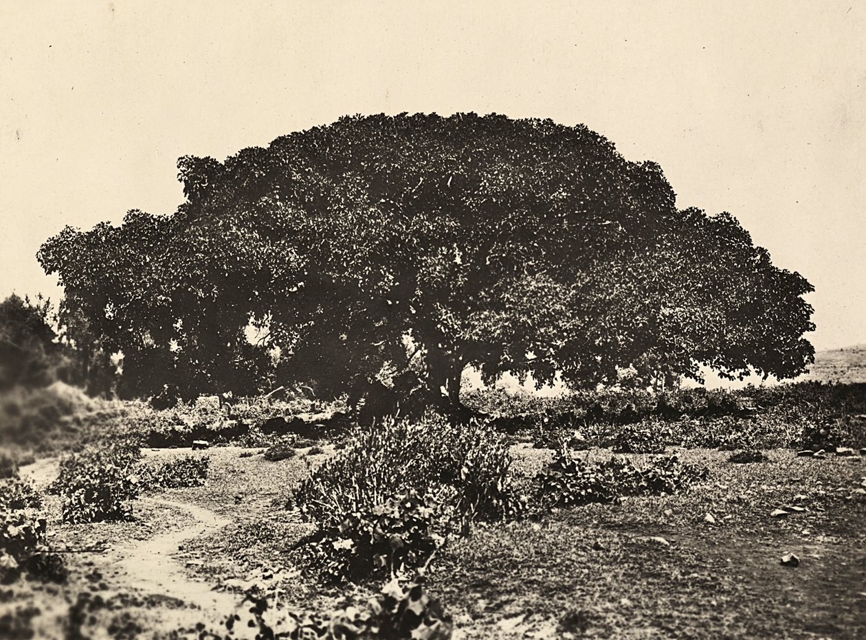 Construir um império na era fascista: o Sicomoro, corte dos prisioneiros italianos em 1896 em Adua, 09/05/1936 (foto a p/b) de Modestino Baldinetti