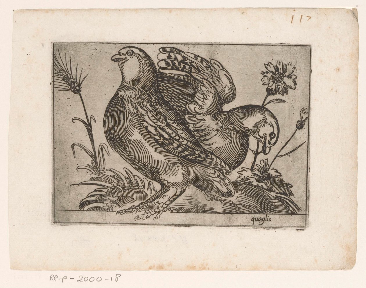 Duas codornas Quaglie (título no objeto) Aves (título da série) de Monogrammist AG