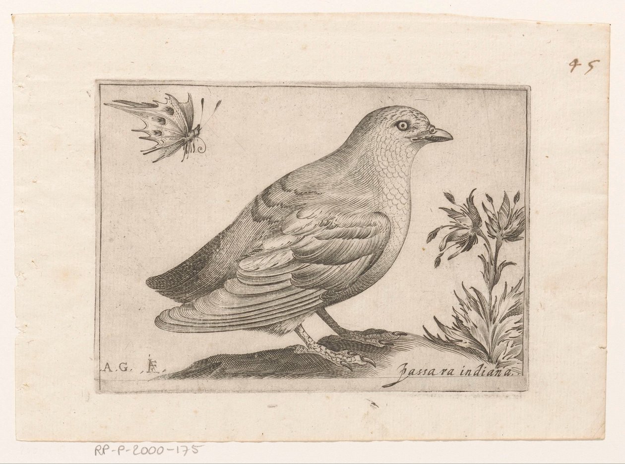 Vogel Passra Indiana (título no objeto) Vogels (título da série) de Monogrammist AG