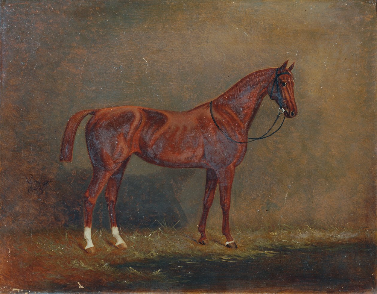 Retrato de um cavalo de sela de Monogrammist A. G.