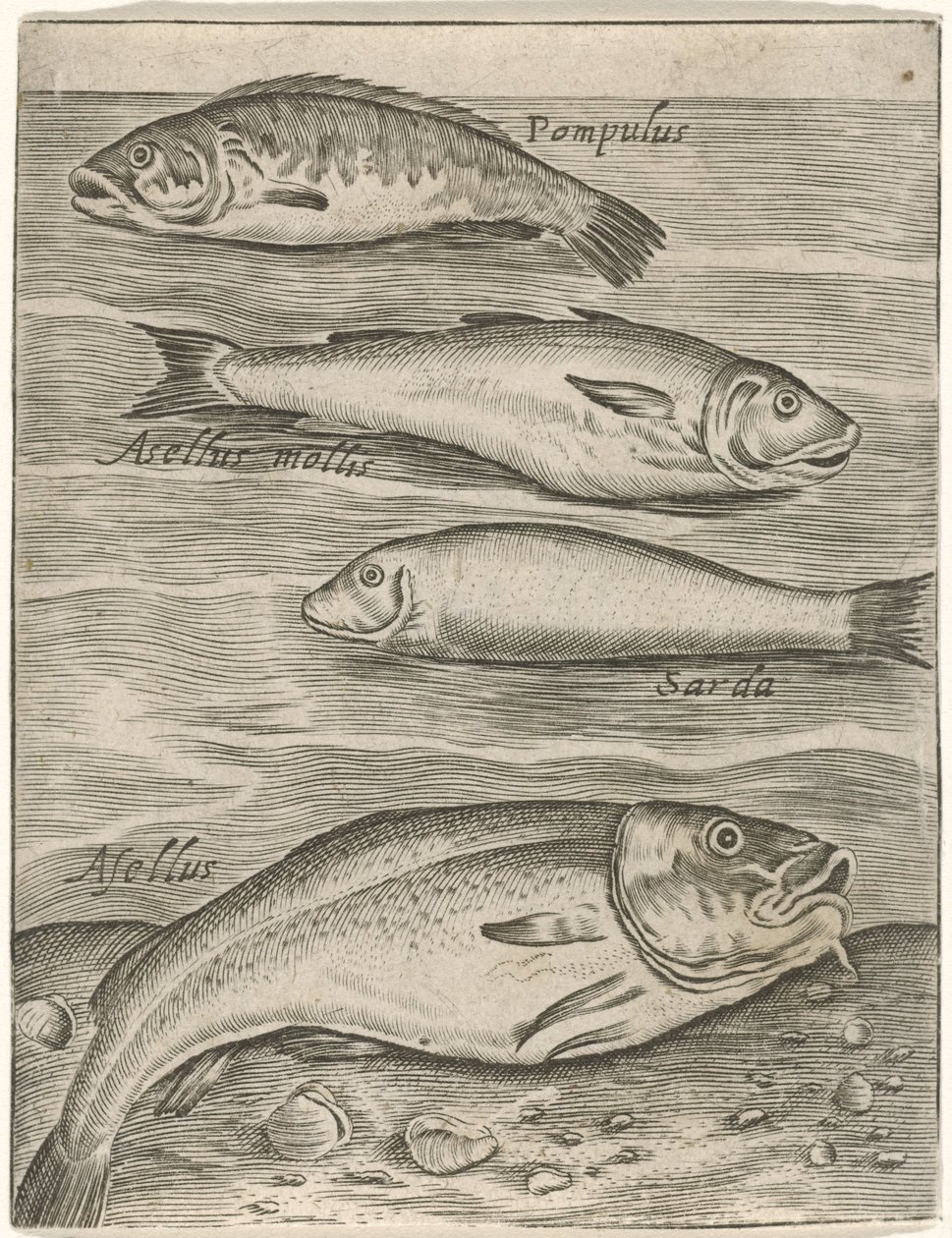 Studieblad conheceu vier vissen Ícones de peixes ao vivo (título da série) de Monogrammist P+P