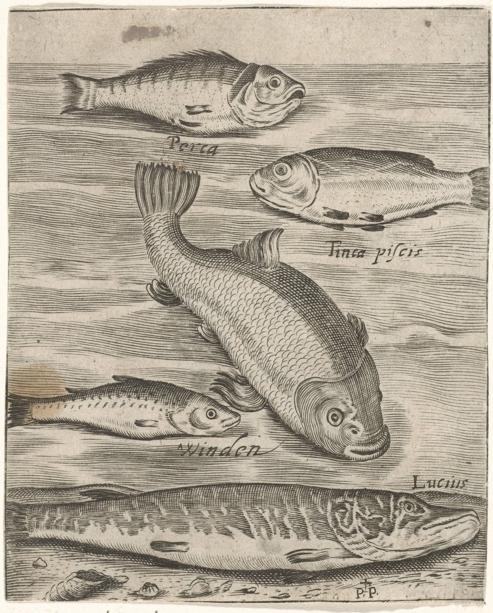 Studieblad conheceu vijf vissen Ícones de peixes ao vivo (título da série) de Monogrammist P+P