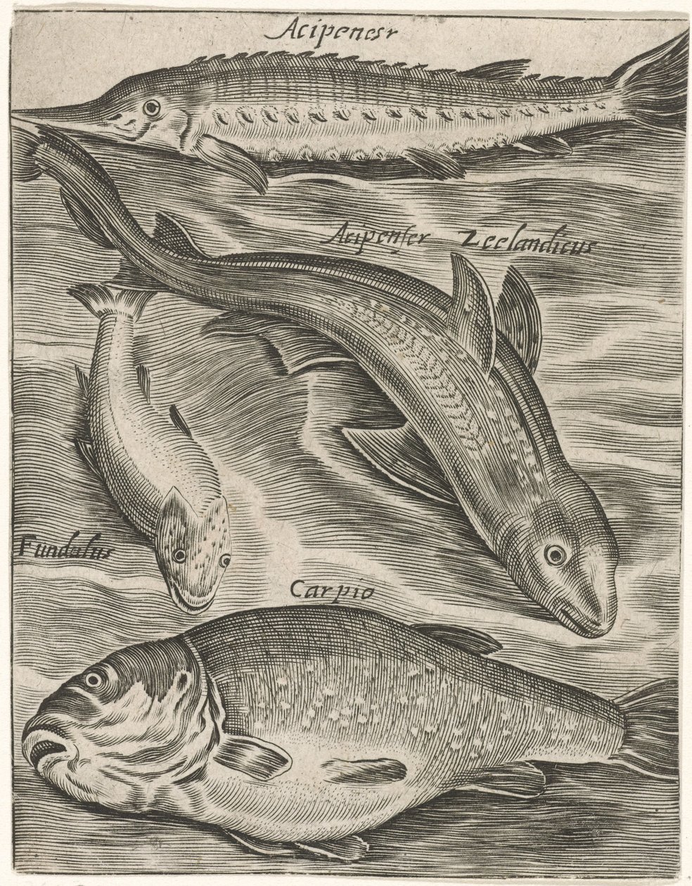 Studieblad conheceu Vissen Ícones de peixes ao vivo (título da série) de Monogrammist P+P