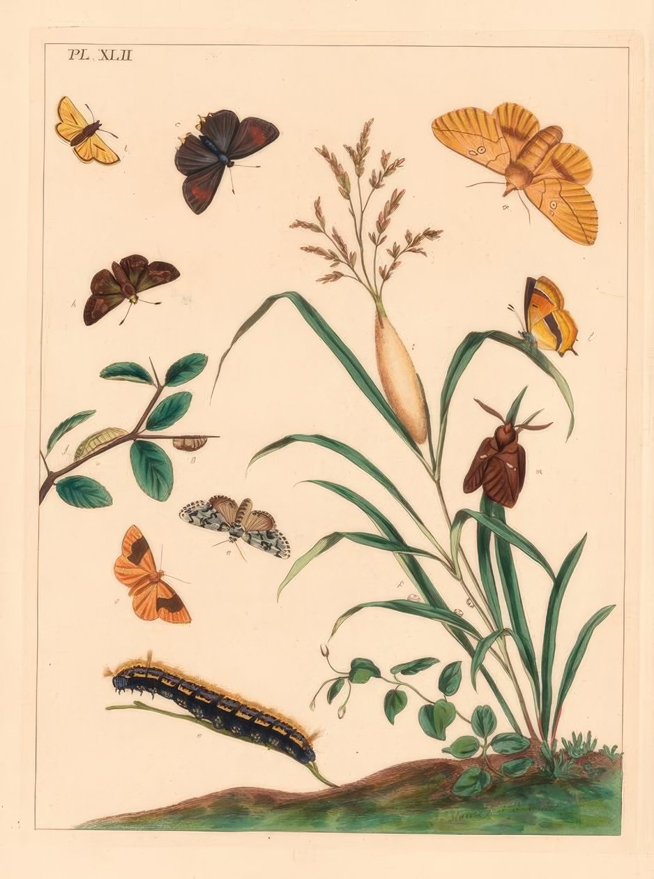 Mariposa, Euthrix potatoria, mechas de cabelos castanhos, Thecla betulae, capitão grande, Ochlodes sylvanus, capitão pequeno, Thymelicus sylvestris, escassa maravilha do dia, Dipthera runica e umber barrado, Plagodis pulveraria de Moses Harris