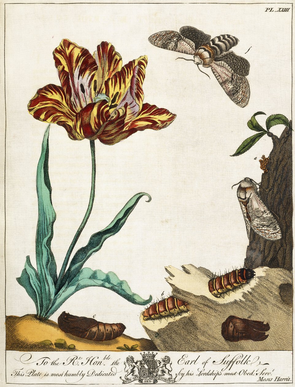 Ciclo de vida de uma mariposa, placa 23, de "O Aureliano, ou História Natural dos Insetos Ingleses", 1778 de Moses Harris