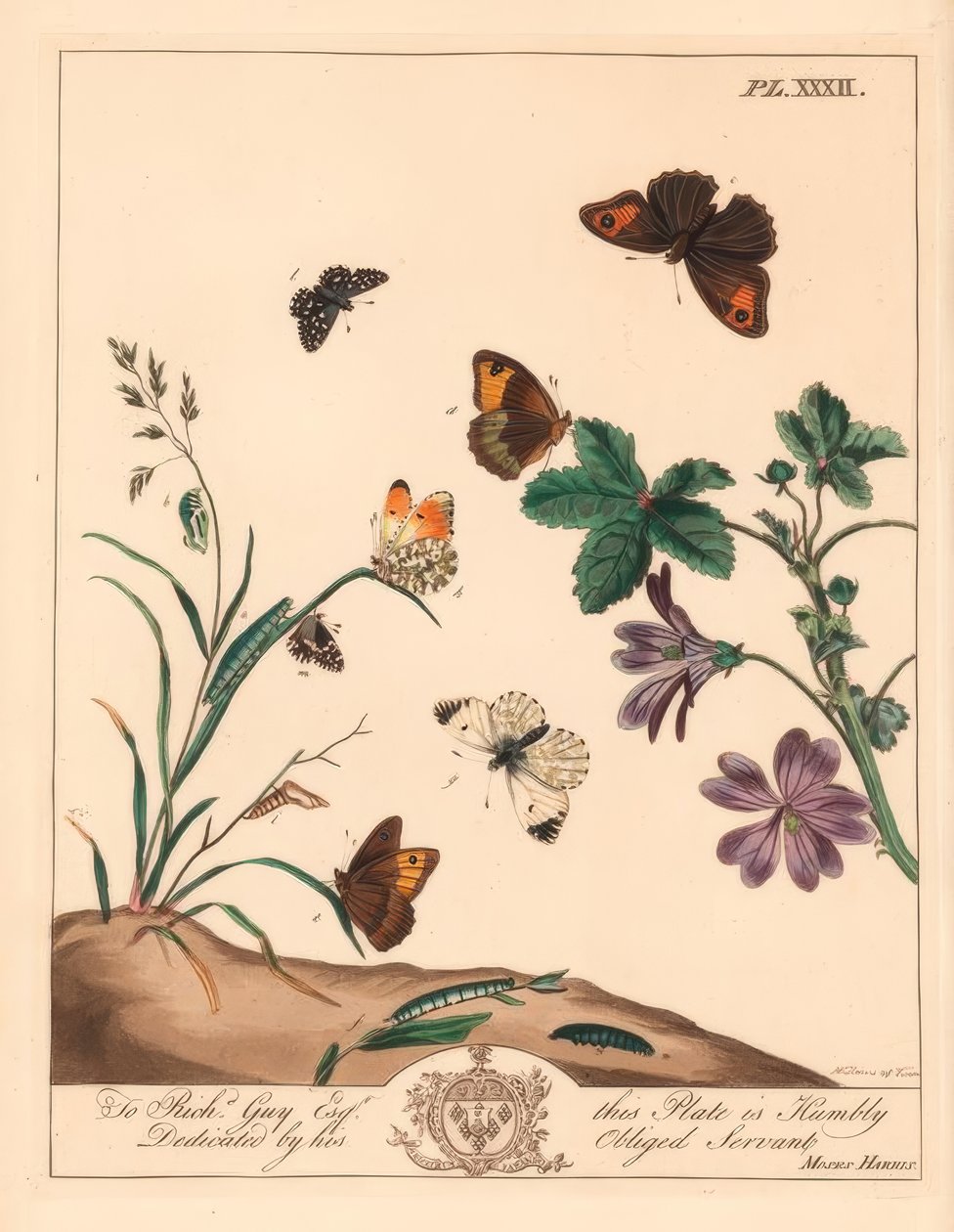Borboleta marrom do prado, Maniola jurtina, senhora da madeira ou ponta alaranjada, Anthocharis cardamines e capitão grisalho, Pyrgus alveolus de Moses Harris