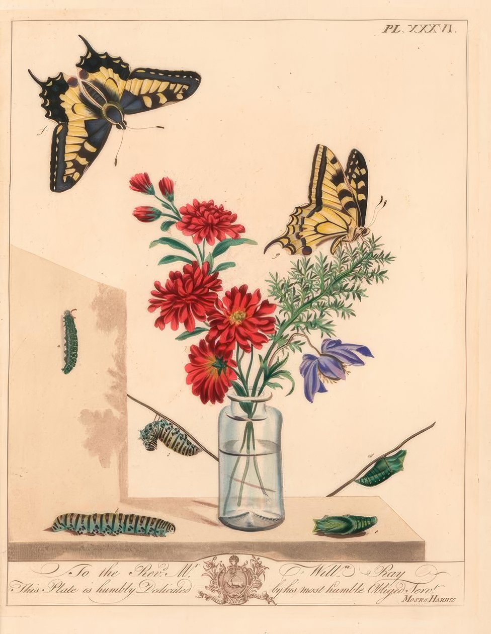 Borboleta de cauda de andorinha, Papilio machaon. Litografia colorida à mão depois de uma ilustração de Moses Harris