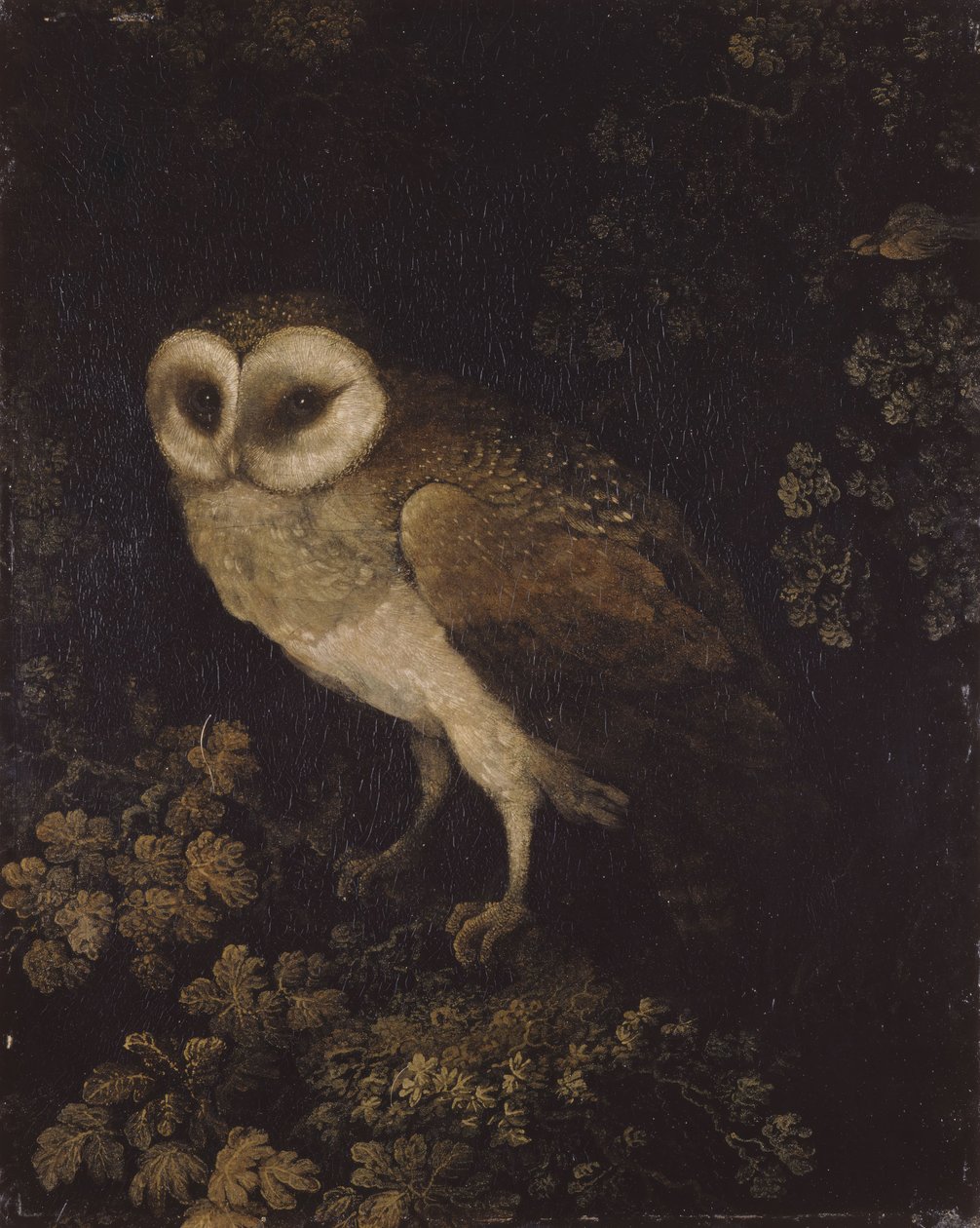 Uma coruja, 1780-1790. de Moses Haughton