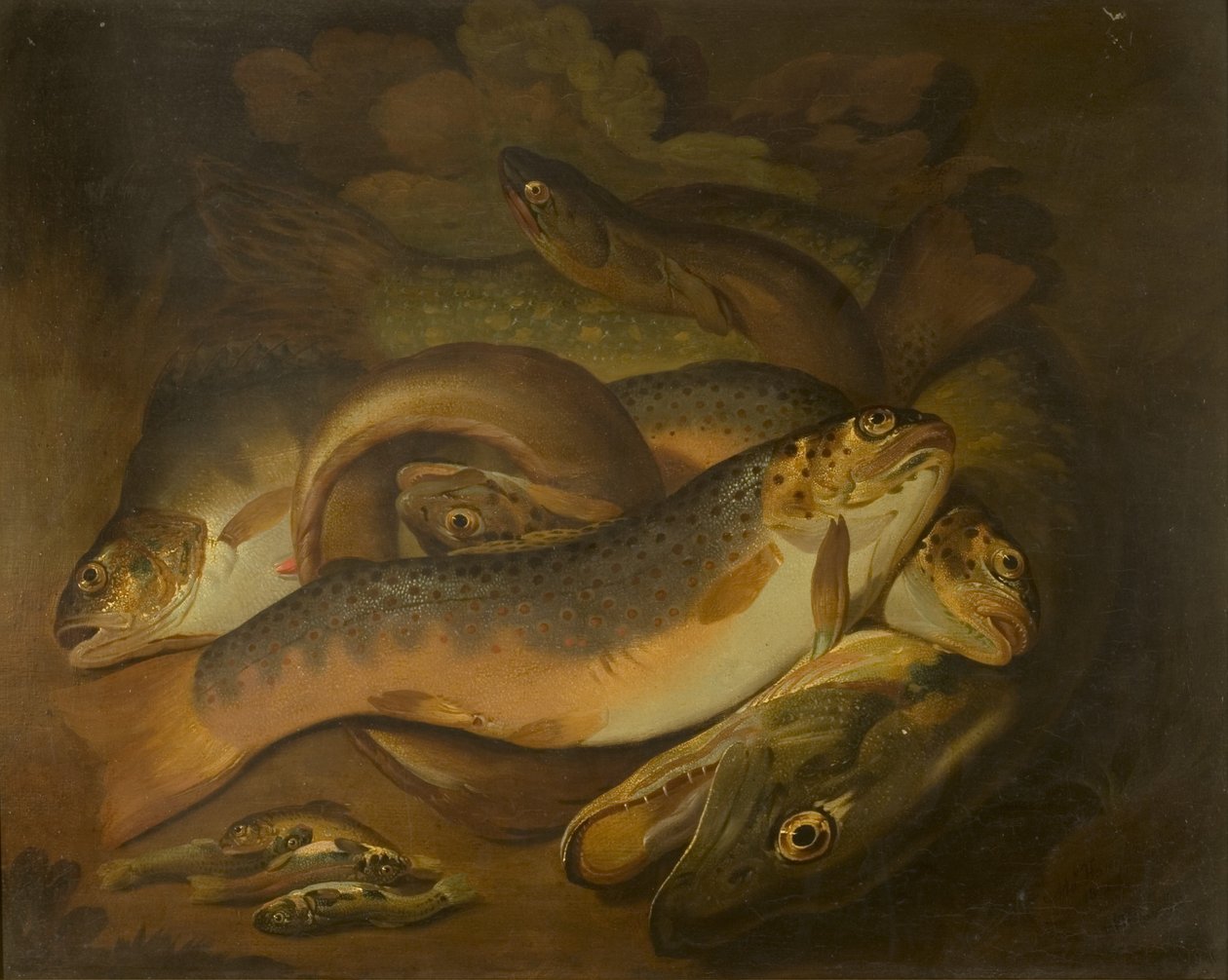 Peixes de Moses Haughton