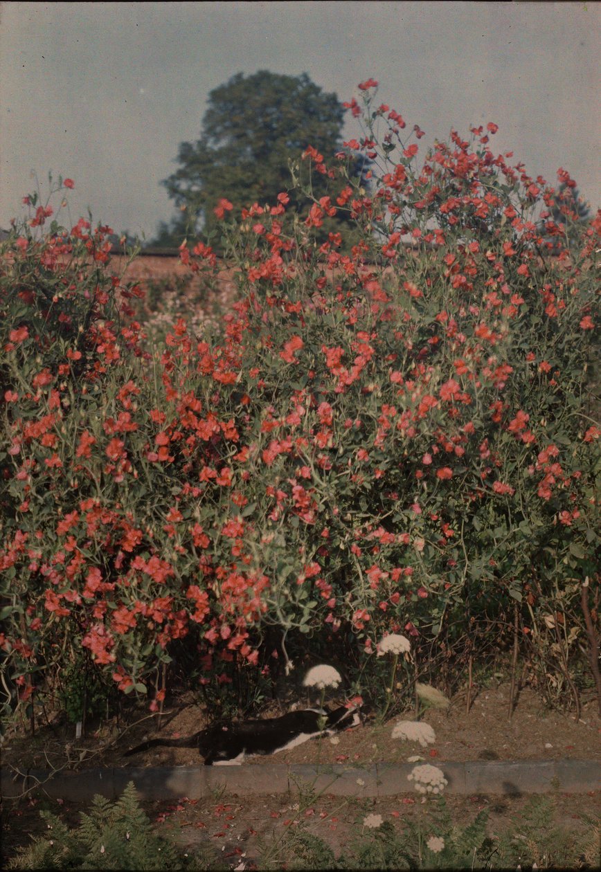 Gato e Ervilha-de-cheiro, ca. 1907. de Moss