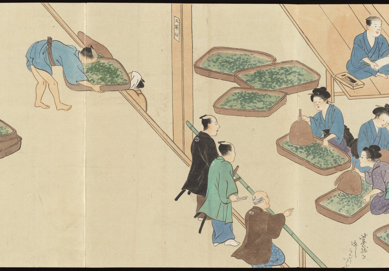 Ilustrações da produção de chá Uji de Motonari Sait?