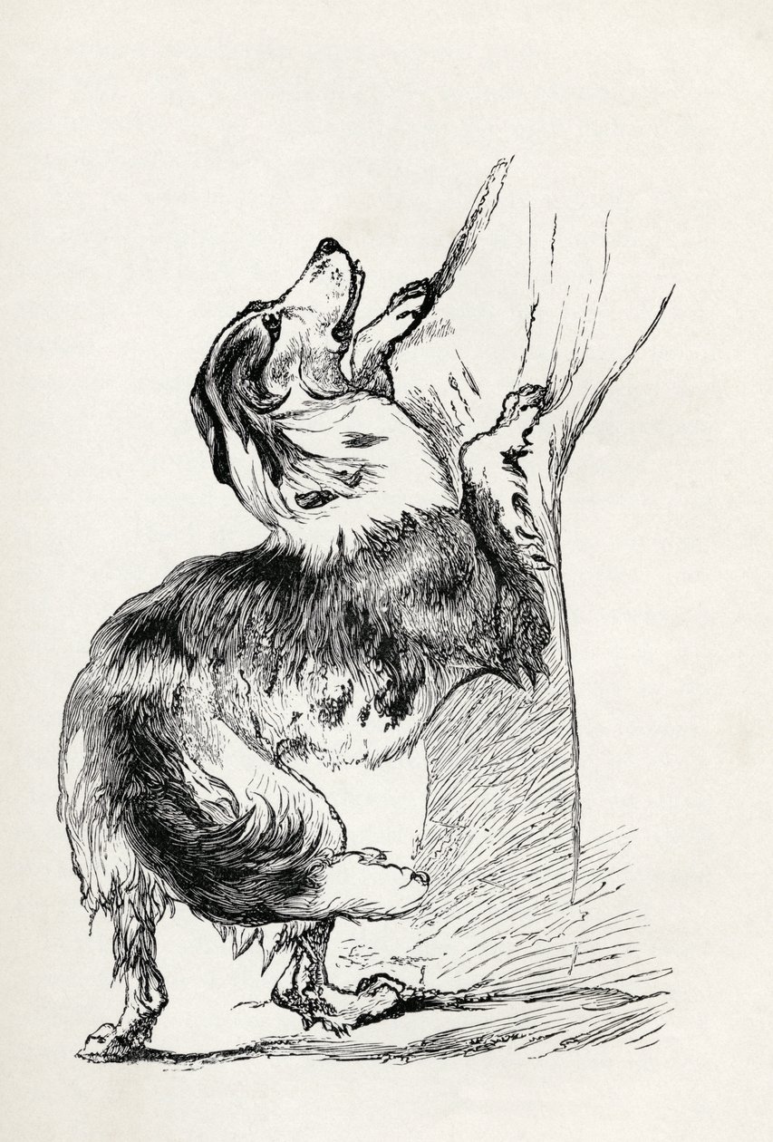 Pastor de meia raça acariciando seu mestre, de Charles Darwin "A Expressão das Emoções no Homem e Animais", 1872 de Mr. A. May