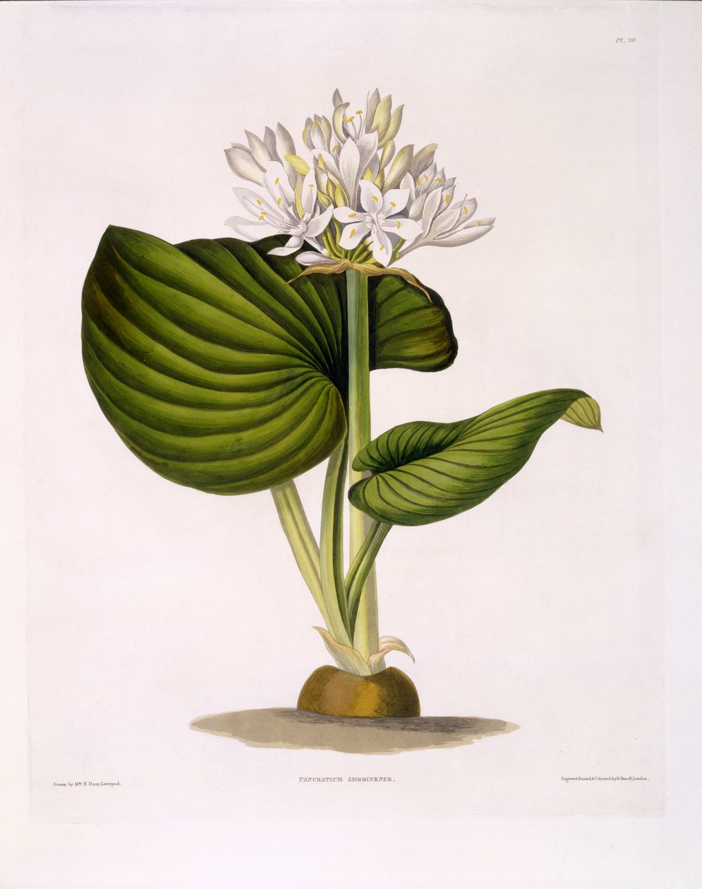 Pancratium Amboinense, placa 20 de "Uma seleção de plantas Hexandrianas", publicado R. Havell, Londres, 1831-34 (gravura colorida à mão) de Mrs Edward Bury